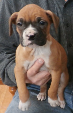 Boxer puppy for sale + 51229