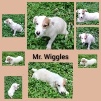 Jack Russell Terrier thumbnail