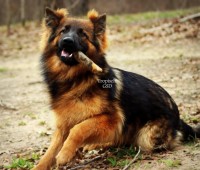 14 month old long coat male German Shepherd German Shepherd Dog for sale/adoption