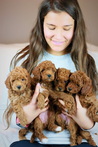 Micro Red Goldendoodles