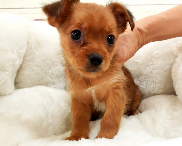 Shih Tzu puppy for sale + 53941