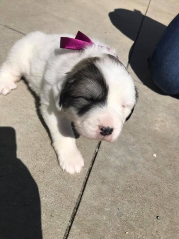 Pyrenees Puppies for sale