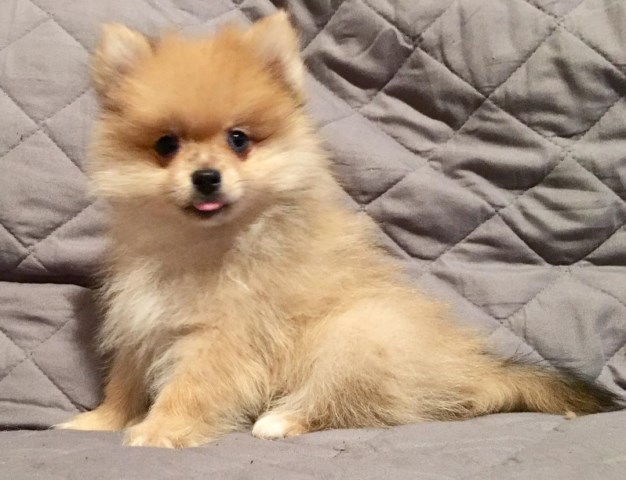 Pomeranian puppy for sale + 54859