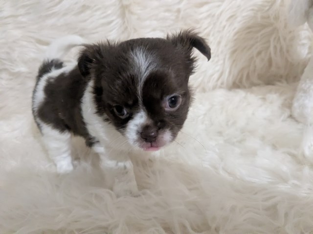 Female Chihuahua   Long Coat Faith