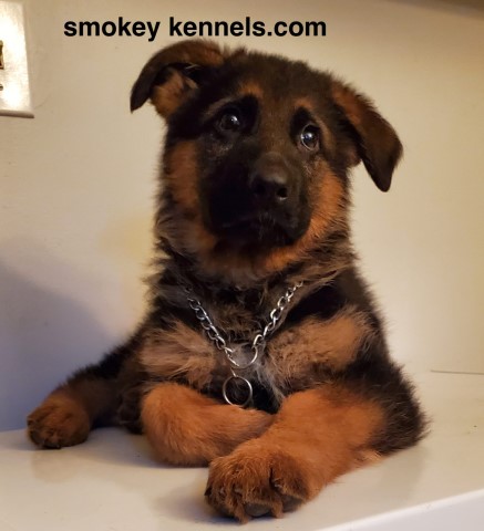 Top German shepherd CKC registered puppies