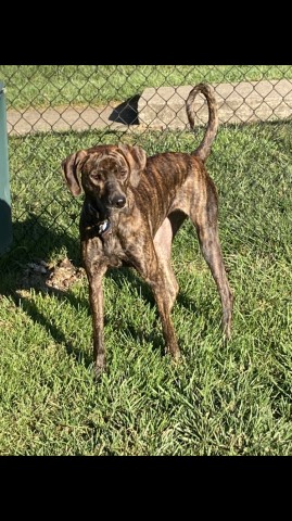 Brindle Plott Hound/TN Mt. Cur, 2-yr-old,play hard w/owner,other dogs ,house-broken/+chip,obeys