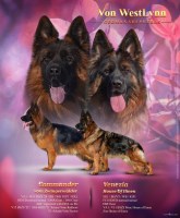 Last Puppy Listed