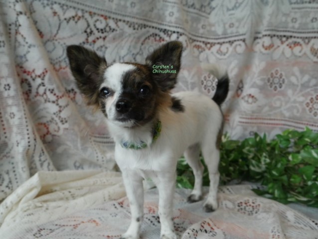 Chi WOW WOW Puppy