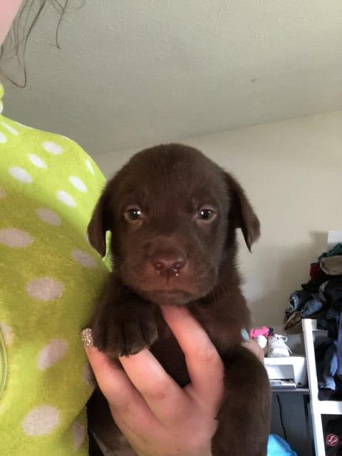 Chocolate lab puppies