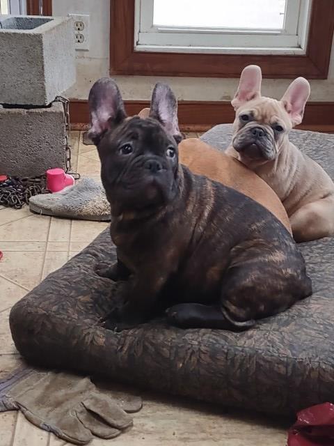 Adorable French Bulldog puppy - Male