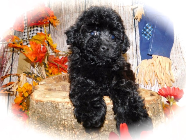 CHICAGO Poodle Pups. Nonshedding/Allergy Free. Super Sweet!!!