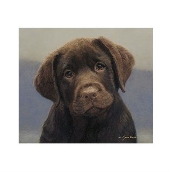 AKC Labrador Retriever Puppies