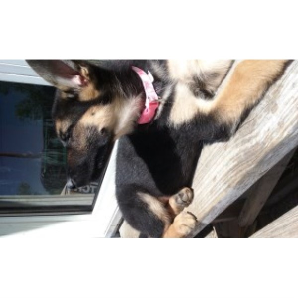 German Shepherd Dog puppy for sale + 45397