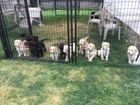 Standard Goldendoodles Ready to Go Goldendoodle for sale/adoption