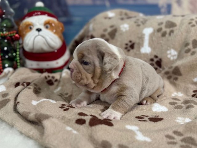 English Bulldog puppy for sale + 66961