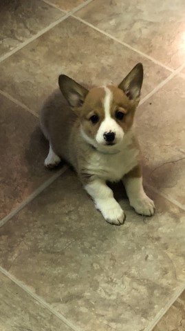 Pembroke Welsh Corgi puppy for sale + 63125