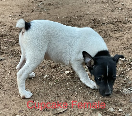 Rat Terrier puppy for sale + 65188
