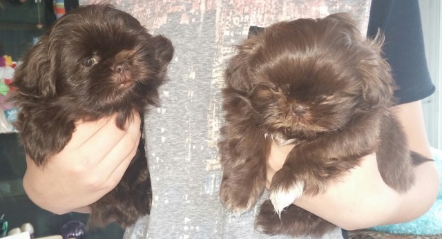 Shih Tzu puppy for sale + 54428