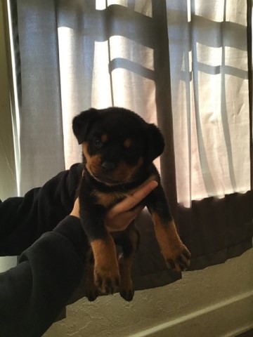 Rottweiler puppies looking for their forever home in Tucson
