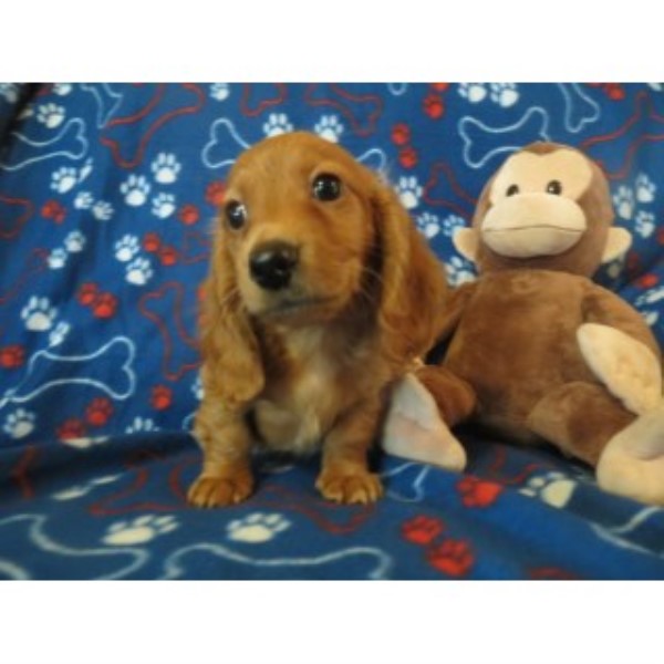 Adorable Miniature Dachshund Puppies- Ready Now