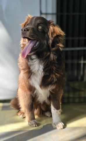 ASDR Australian Shepherd Dustin born July 27, 2023. Call 231 821 9399