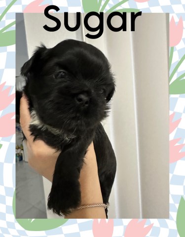 Shih Tzu puppy for sale + 67037