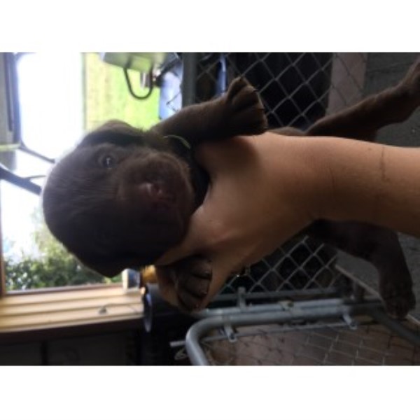 AKC Chocolate Lab Puppies (silver Factored)