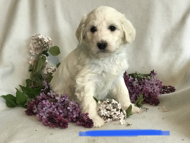 Poodle Standard puppy for sale + 61759