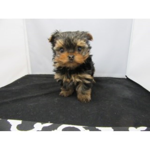 Yorkshire Terrier-female-tina