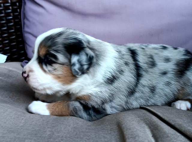 "Blossom" Blue Merle Female Australian Shepherd