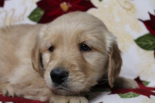 Golden Retriever puppy for sale + 48146