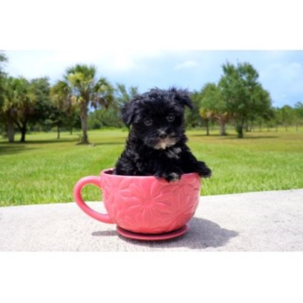 Shadow - AKC Morkie Male Pup