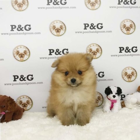 Pomeranian puppy for sale + 53424