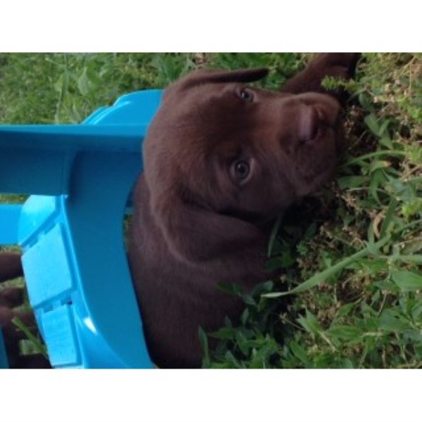 AKC Chocolate Lab Puppies