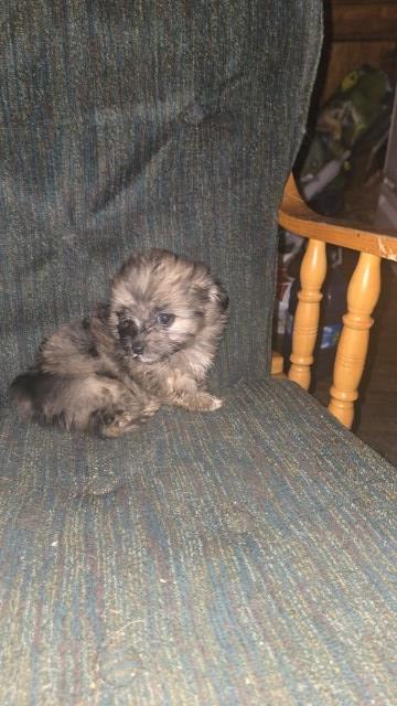 Shih tzu x pomchi