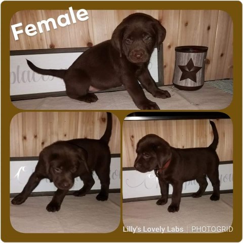 Labrador Retriever puppy for sale + 53588