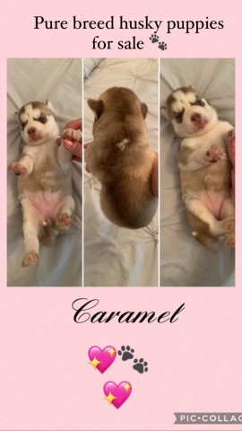 Siberian Husky puppy for sale + 62084