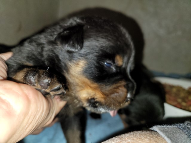 Akc rottweiler working lines