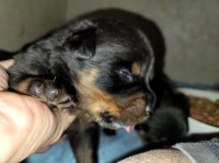 Akc rottweiler working lines Rottweiler for sale/adoption