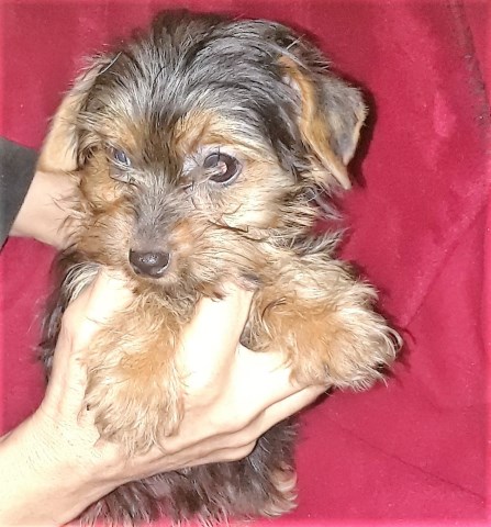 Yorkshire Terrier puppy for sale + 51937