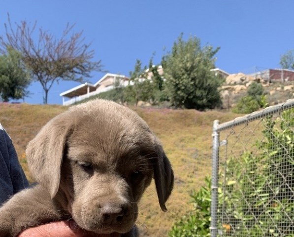 Labrador Retriever puppy for sale + 66470