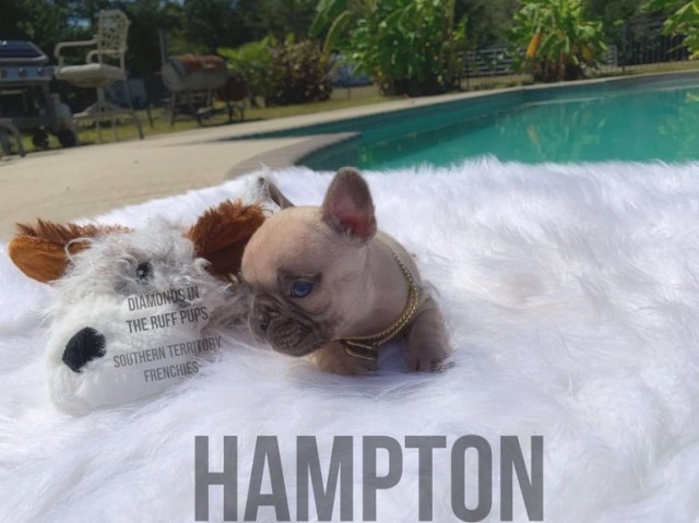 Hampton  Handsome Frenchie w/Clear Health Panel