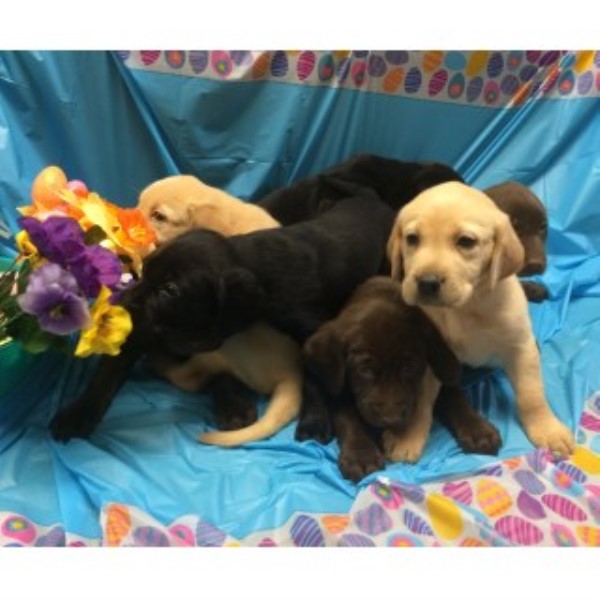 Labrador Retriever puppy for sale + 45036