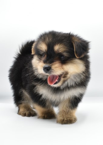 Pomeranian and Biewer Yourkshire MIX puppy BOY Berry