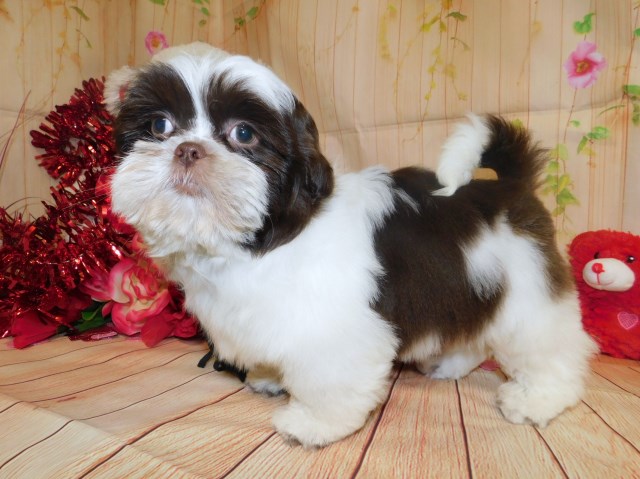 Shih Tzu puppy for sale + 55379