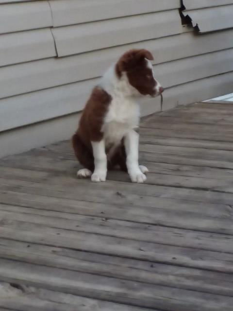 Border Collie puppy for sale + 52416