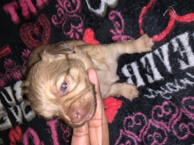 Chihuahua puppy dog for sale in Jacksonville, Florida