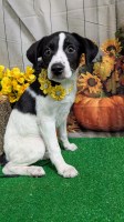Stunning Farm Type. Female. Super Smart!!! Border Collie for sale/adoption