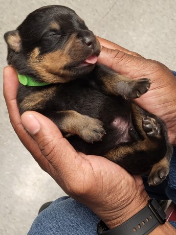 Rottweiler puppy for sale + 66375