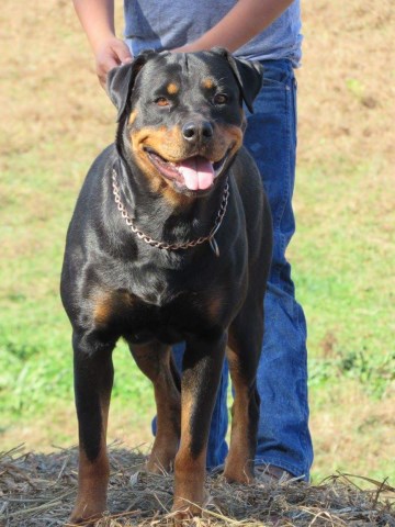 Rottweiler puppy for sale + 50076